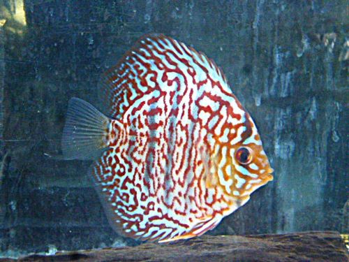 モザイクレオパードディスカス①　２０２６年２月１３日入荷