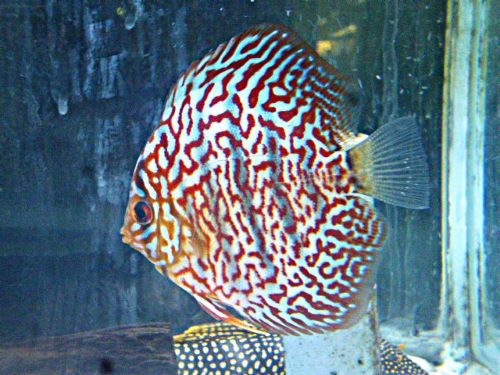 モザイクレオパード・ディスカス