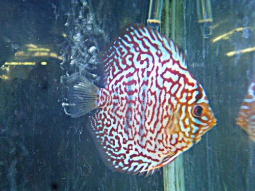 モザイクレオパード・ディスカス