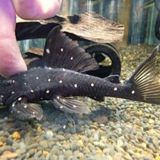 マスタードファントムプレコ①　２０２６年１月２３日入荷