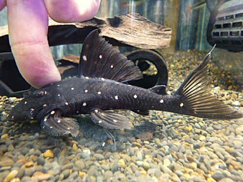 マスタードファントムプレコ①　２０２６年１月２３日入荷