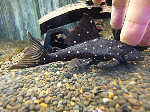 マスタードファントムプレコ