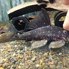 マスタードファントムプレコ②　２０２６年２月１３日入荷