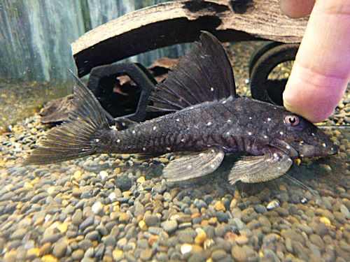 マスタードファントムプレコ②　２０２６年２月１３日入荷