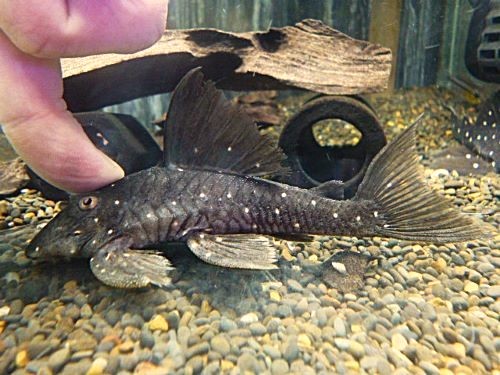 マスタードファントムプレコ