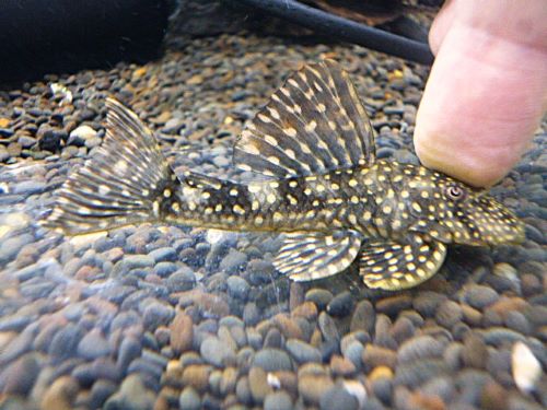 ホワイトナイトアンジェリカスプレコ