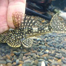 ホワイトナイトアンジェリカスプレコ　スペシャルプライスＲ７年１２月３０日入荷