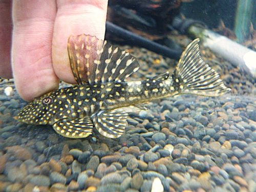 ホワイトナイトアンジェリカスプレコ　スペシャルプライスＲ７年１２月３０日入荷