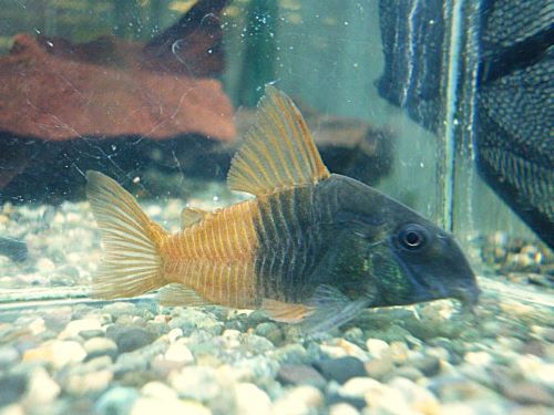 コリドラス　ビーコンコロール