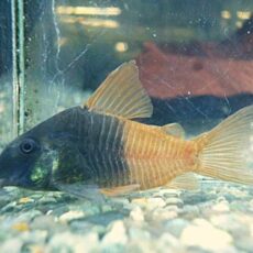 コリドラス　ビーコンコロール③　２０２６年１月２３日入荷