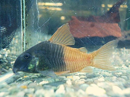 コリドラス　ビーコンコロール③　２０２６年１月２３日入荷