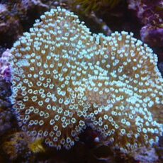 ウミキノコ　グリーン　２０２６年２月２０日撮影