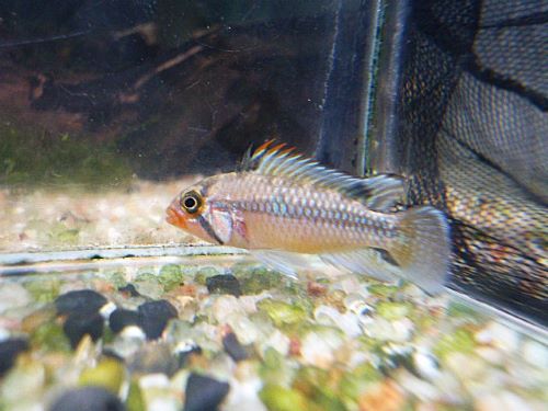 アピスト　ノーベルティＲＩＯ　ＴＡＨＵＡＹＯ　ペア　Ｒ８年２月１７日入荷