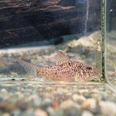 コリドラスＳｐ．ＣＷ１３３　①　２０２６年２月１７日入荷