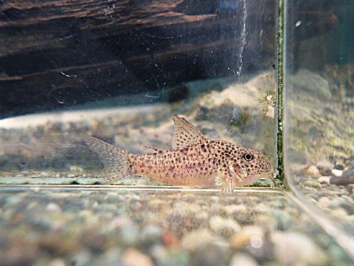 コリドラスＳｐ．ＣＷ１３３　①　２０２６年２月１７日入荷