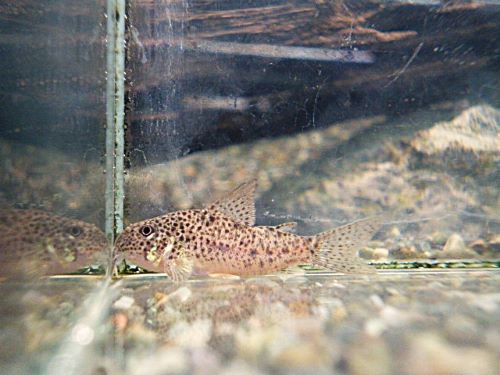 コリドラスＳｐ．ＣＷ１３３