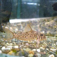 コリドラスＳｐ．ＣＷ１３３　②　２０２６年２月１７日入荷