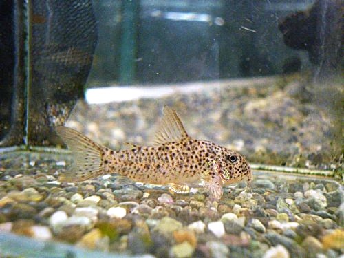 コリドラスＳｐ．ＣＷ１３３　②　２０２６年２月１７日入荷