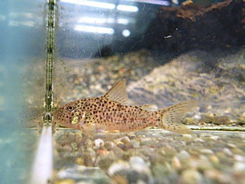 コリドラスＳｐ．ＣＷ１３３