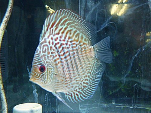 ブルースコーピオン・ディスカス