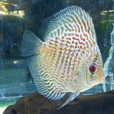 ブルースコーピオンディスカス　２０２６年２月１３日入荷