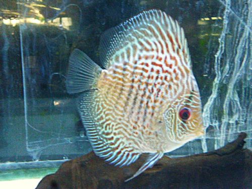 ブルースコーピオンディスカス　２０２６年２月１３日入荷