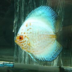 ホワイトバタフライディスカス　２０２６年１月１９日入荷