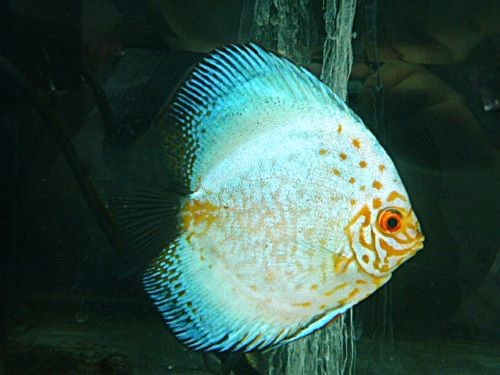 ホワイトバタフライ・ディスカス