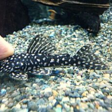 ロイヤルスポットスパングルプレコ①　２０２６年２月１３日入荷