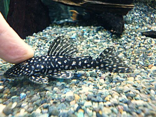 ロイヤルスポットスパングルプレコ①　２０２６年２月１３日入荷