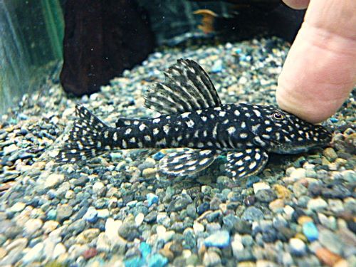 ロイヤルスポットスパングルプレコ