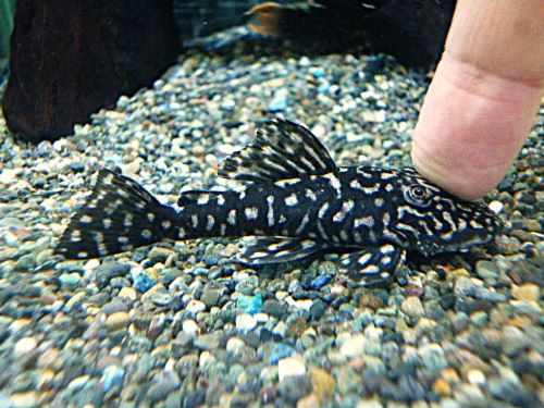 ロイヤルスポットスパングルプレコ