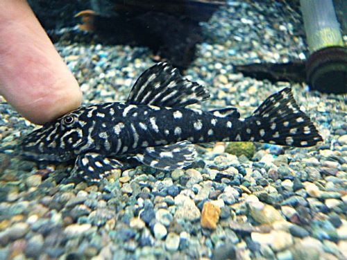 ロイヤルスポットスパングルプレコ②　２０２６年２月１３日入荷