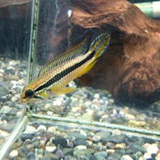 アピスト　アガシジ　プルス　ペア　２０２６年２月１７日入荷