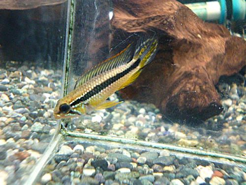 アピスト　アガシジ　プルス　ペア　２０２６年２月１７日入荷