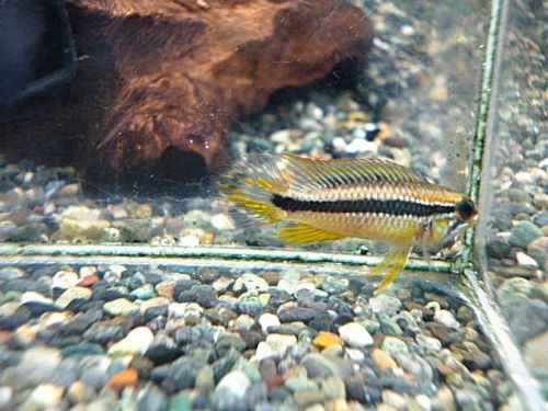 アピスト アガシジ プルス ペア 2026年2月17日入荷 アガシジ