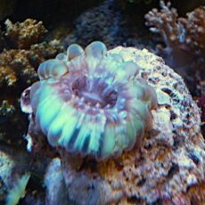 コハナガタサンゴ　２０２６年２月２１日撮影