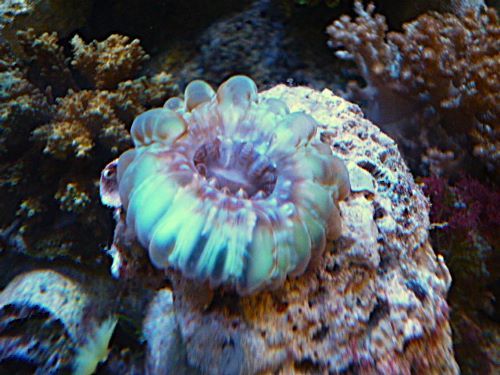 コハナガタサンゴ　２０２６年２月２１日撮影