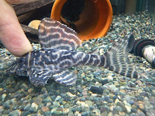 キングタイガーペコルティア⑩　２０２５年１２月７日入荷