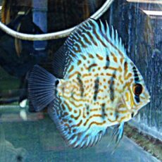 ドイツコバルト×ワットレー第３系統ディスカス　２０２６年１月１９日入荷