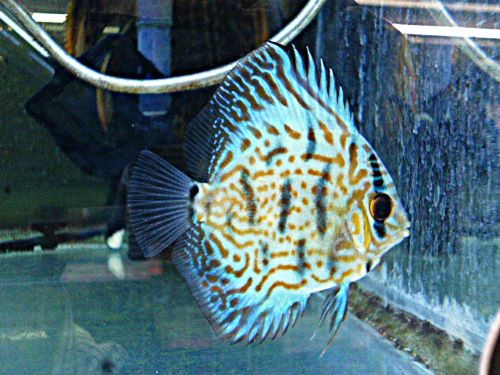 ドイツコバルト×ワットレー第３系統ディスカス　２０２６年１月１９日入荷