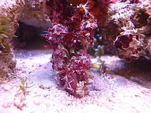 ハナガタサンゴ