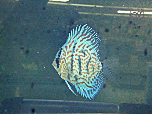 ドイツコバルト×ワットレー第３系統・ディスカス