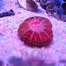 コハナガタ　レッド　　２０２６年２月２２日撮影