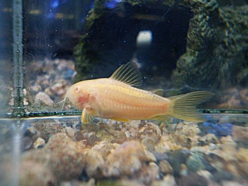 コリドラス　イルミナティ