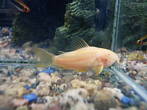 コリドラス　アルビノイルミナティ　オレンジ　２０２６年２月１９日入荷