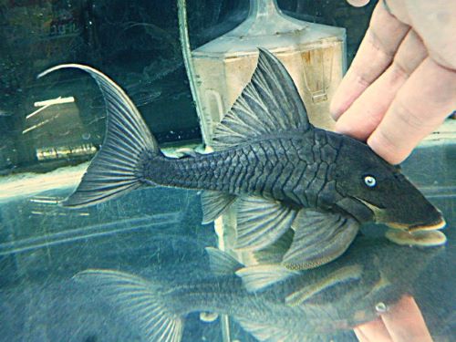 ブルーアイプレコ