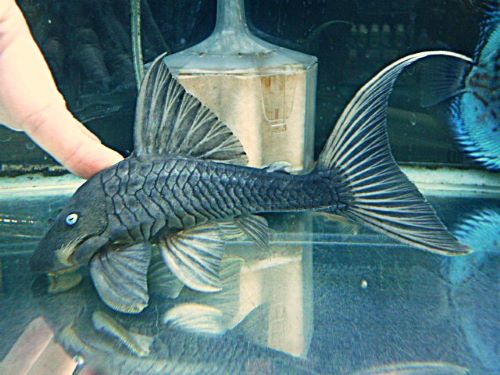 ブルーアイプレコ