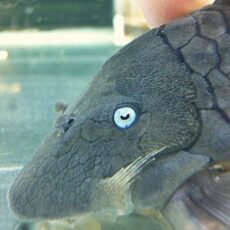 ブルーアイプレコ　２０２６年２月２０日入荷