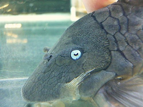 ブルーアイプレコ　２０２６年２月２０日入荷